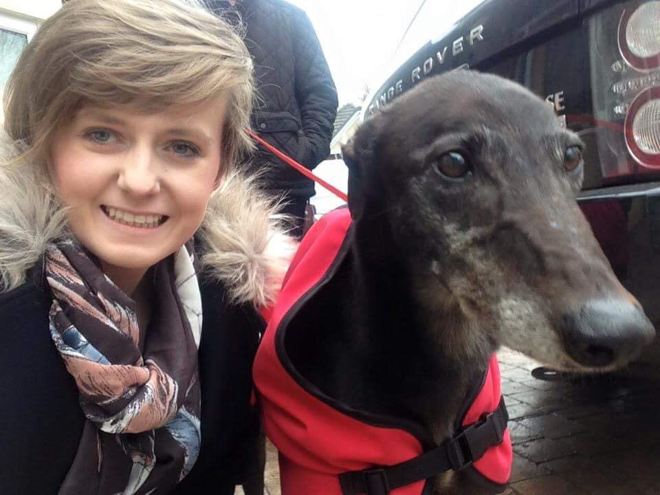 Stephenjtom's tweet photo. @brucehunter4 Ron our rescue dog has arrived 🐶 http://t.co/2PDaBPM2Cd