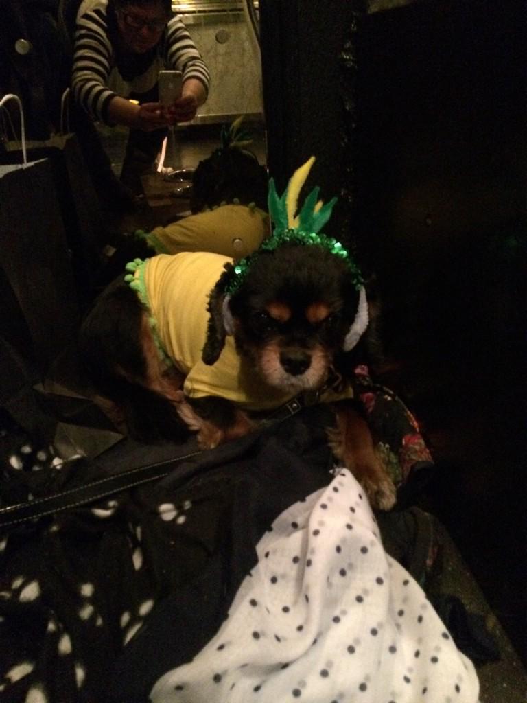 adorablemolly's tweet photo. Great carnival doggy sunday @HampsteadGaucho @poshpoochescard http://t.co/bGRJGrYMg3