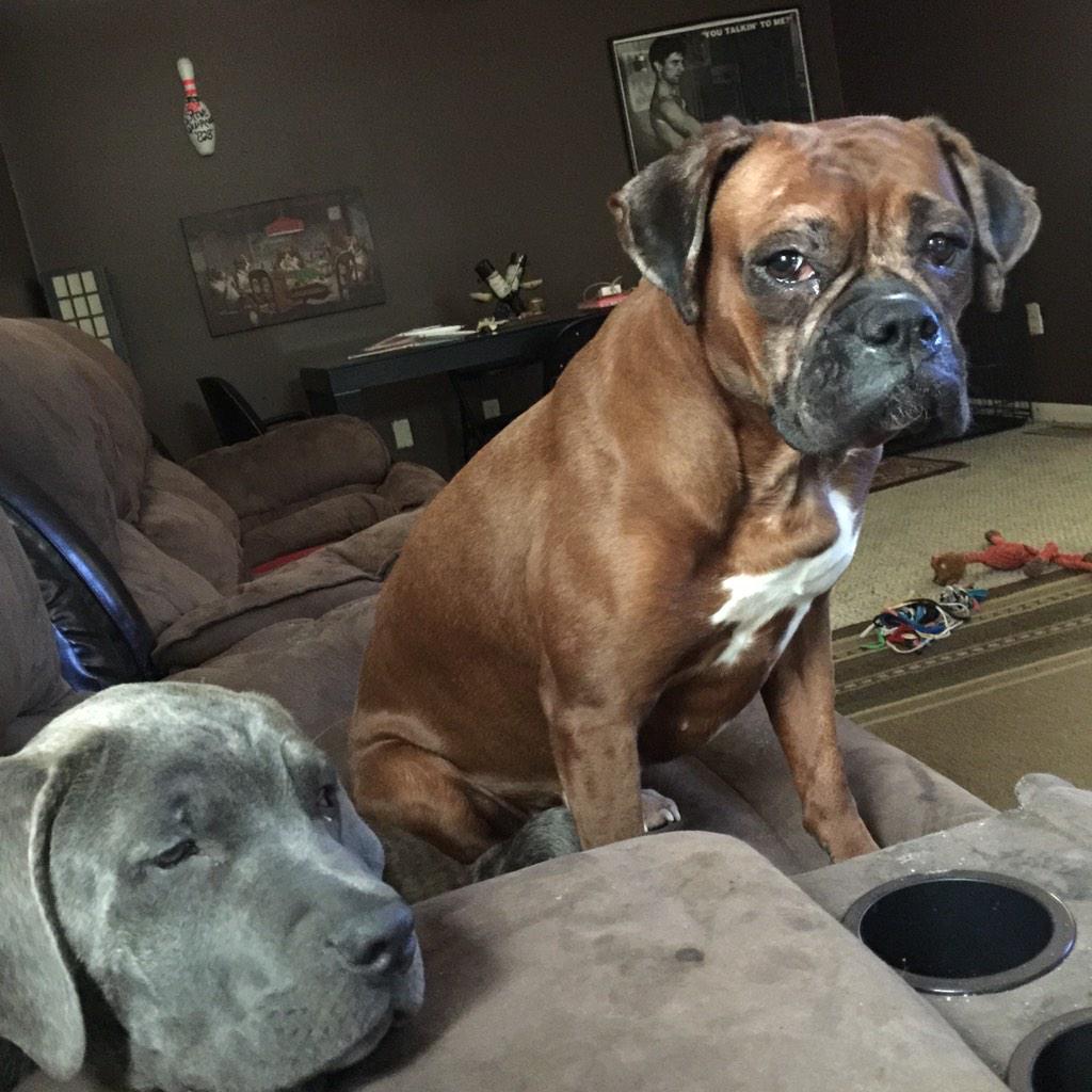 Gigi_Boxer's tweet image. My brother annoys me so much, but I love him! 🐶❤️🐶