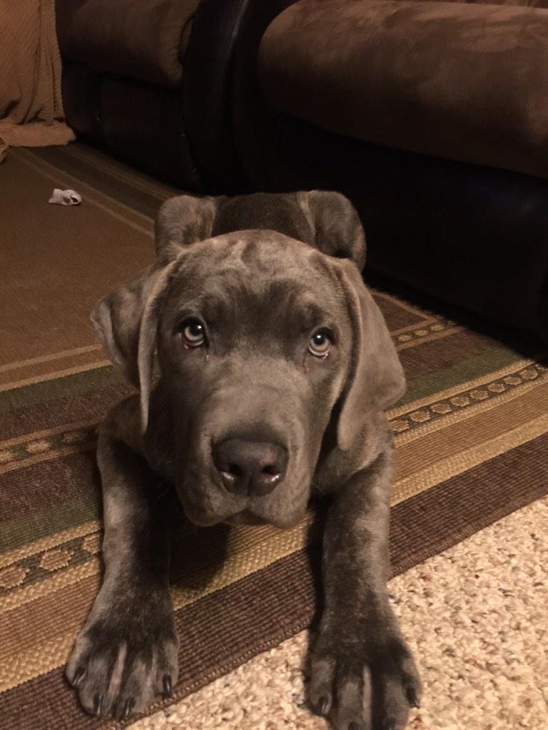 Gigi_Boxer's tweet image. Little, big boy! ❤️🐶