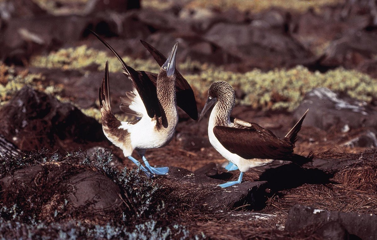 Discovery's tweet photo. #AnimalOfTheDay: The blue-footed booby (Sula nebouxii)! http://t.co/apzXlGvgSf