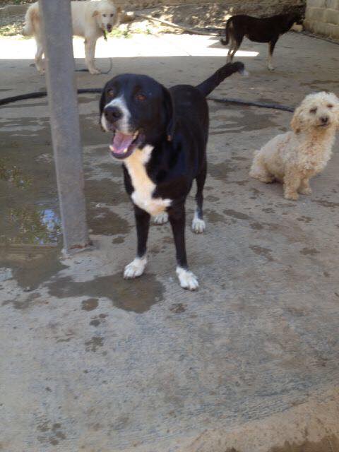 apoyocanino's tweet photo. Perucho fue rescatado de eutanasia. Hoy espera ser adoptado. Su historia: https://t.co/WbI9WvYPaS http://t.co/AnB9qrcXOV
