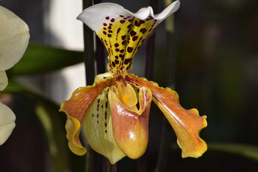 Our new <a href="/Alitex/">Alitex</a> orchid house is looking so colourful today thanks to <a href="/NT_JoJo/">Jojo</a> and her green fingers.