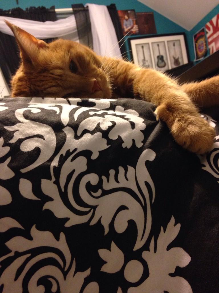 psychedelphi's tweet image. “@KriplySlick: Quote this with a picture of your cat. I'll retweet. I'm just really bored.”