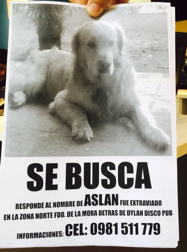 RichardMaidana's tweet photo. Favor ayudar a Aslan a volver a casa RT @Mariateresalop @oscar_marandu @EvaChamorro1 http://t.co/Z7XnNarFXD