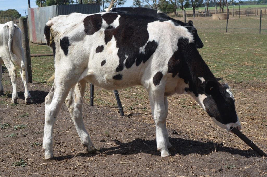 polepositiongen's tweet image. Some POLLED daughters of OCD Colt Sammy-P @westdama