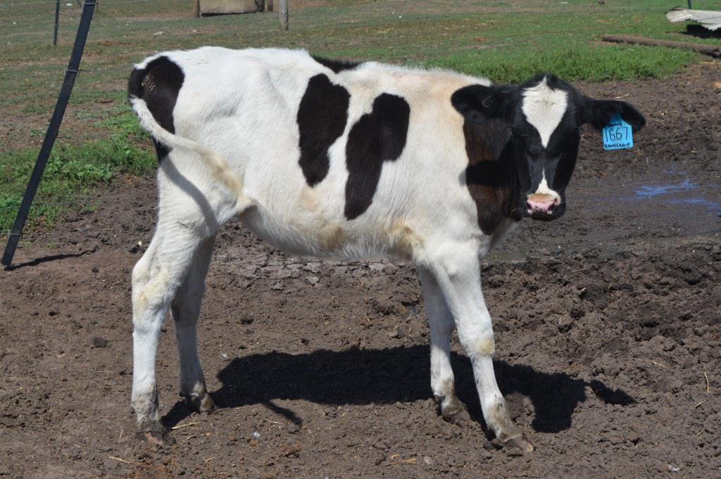 polepositiongen's tweet image. Some POLLED daughters of OCD Colt Sammy-P @westdama