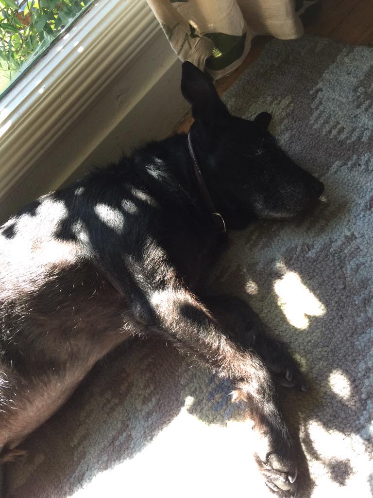 GnarKnoTek's tweet photo. Lazy Sunday. We are napping.zzzz http://t.co/SBNY14kKBx