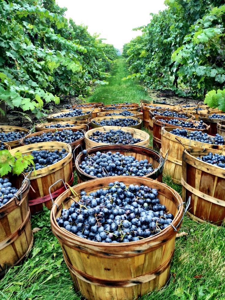 #Wine comes from the Land...
People, hard work, passion....
(img lacavedourthe.com  ) 
RT <a href="/JMiquelWine/">Julien Miquel #Wine</a>