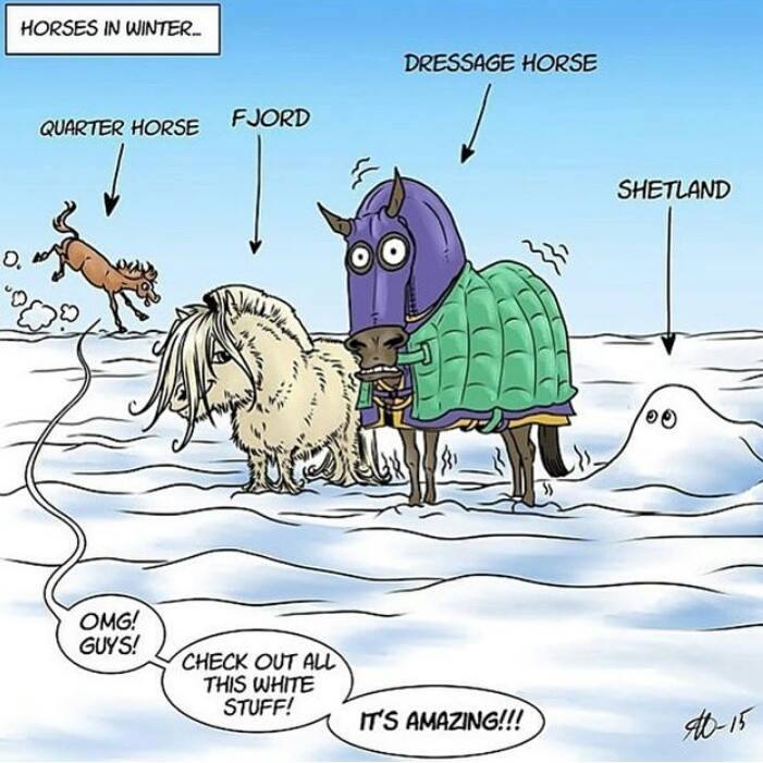 geeHorse's tweet photo. A little bit of horse humour 

#EquineHour #geehorse

http://t.co/AzLJWtPUj6 http://t.co/LpVCZ02VPI