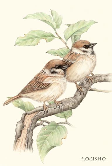 Twitter এ 荻荘聖子 今週は鳥絵でいきます １枚目はオーソドックスに雀君 鳥のイラストのシリーズを本格的に描き出したのはこの絵がきっかけだった気がします Http T Co Iranhelbq8 ট ইট র