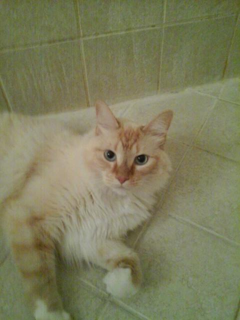 AddisonDougall tweet picture