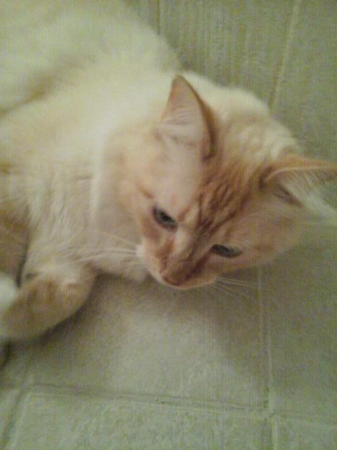 AddisonDougall tweet picture