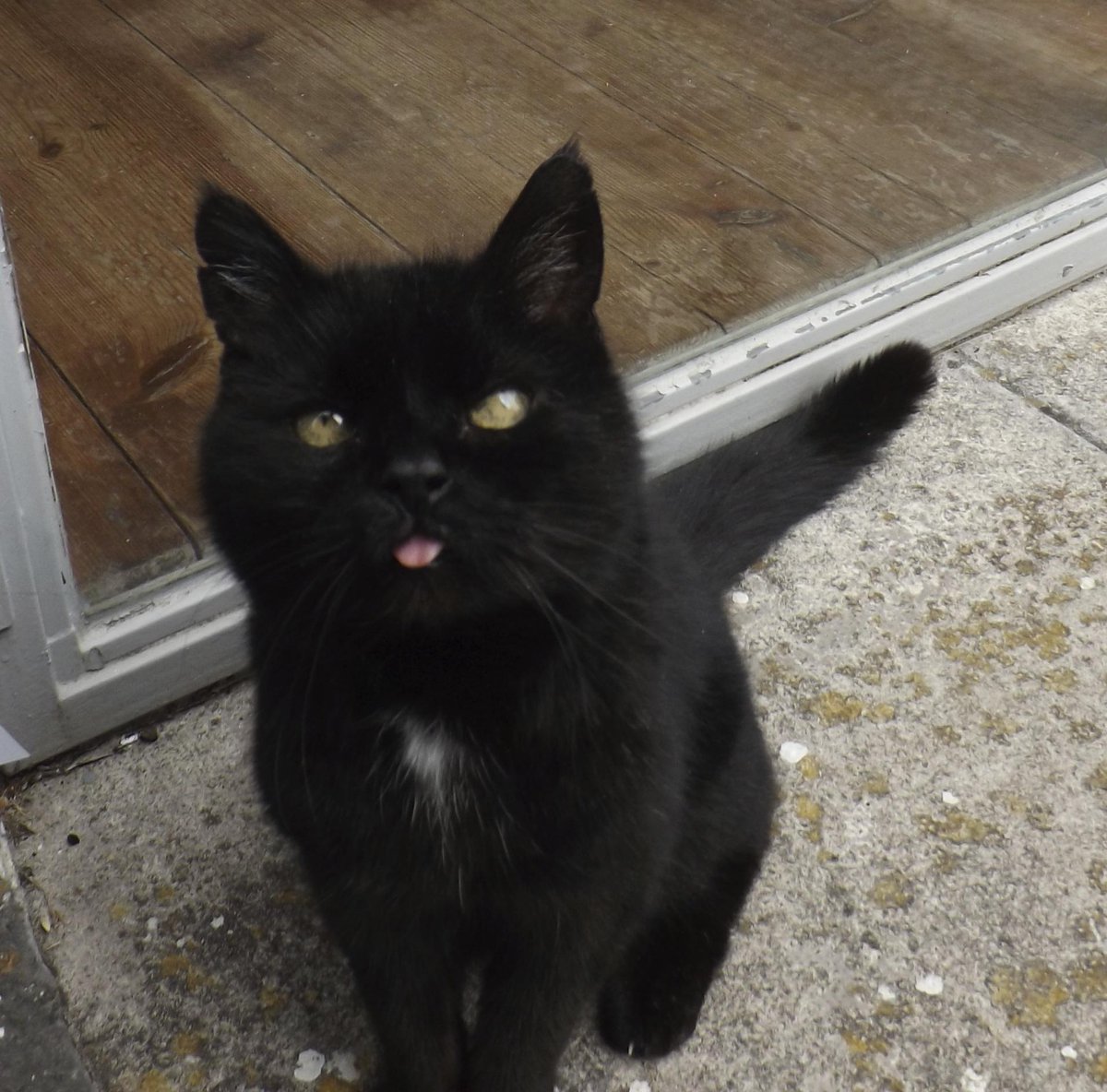 My cat is sad because he was going to do some cat stuff but got sidetracked by thinking about oppression &amp; injustice.