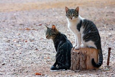 PartidoPACMA's tweet photo. ¡Una buena noticia! PACMA y el Cabildo de Gran Canaria acuerdan aplicar el método CES en gatos http://t.co/Crg840CDdg http://t.co/CTYgDbdQci