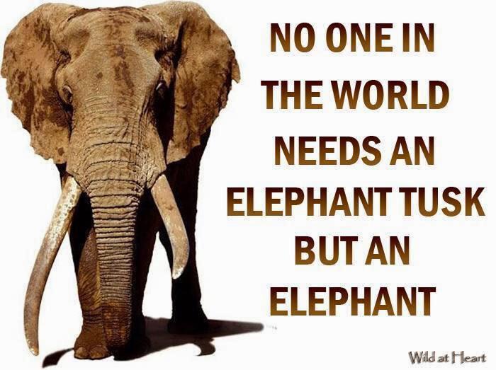 AdoptAnElephant's tweet image. 