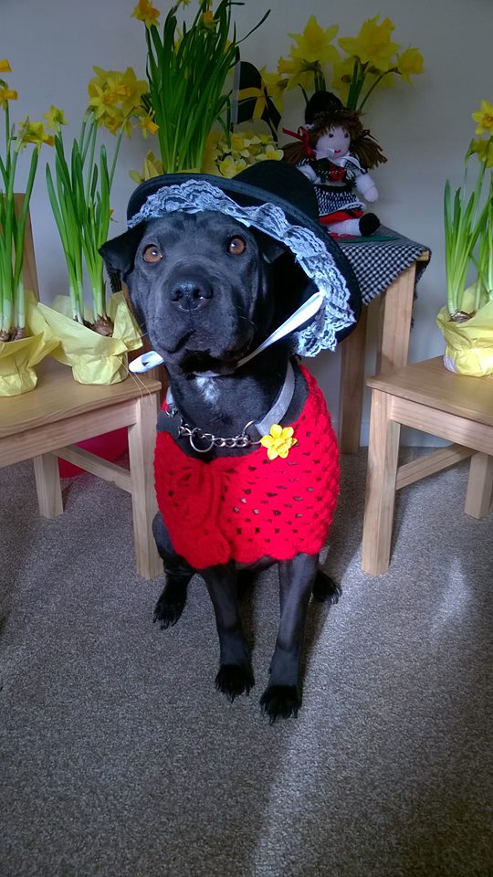 “@Ztephanie: Pepper joins in with the #StDavidsDay celebrations :) #DyddGwylDewiHapus #DyddDewiSant ” | Thanks