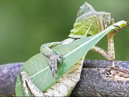 BibideWare's tweet image. Klaar met de kikkers. Ik stap over op deze lizzard. Coole dude met zn gitaar. Waar zou ie in veranderen na een zoen?
