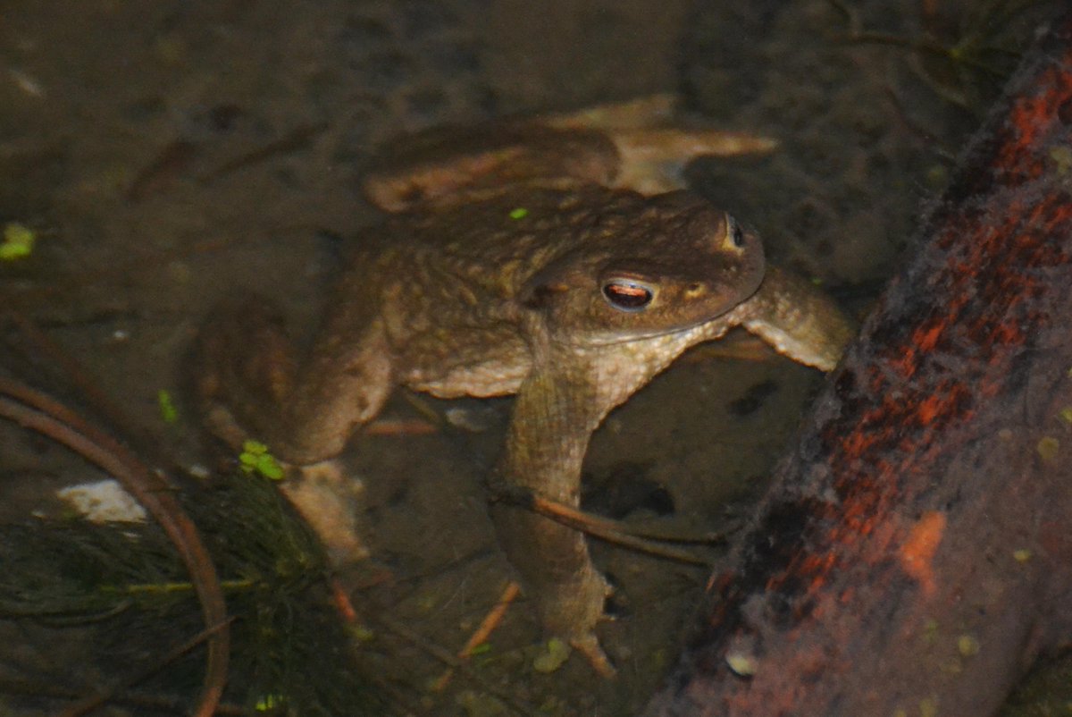 lizardschwartz tweet picture
