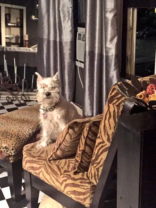 #rainyday #schnauzergang http://t.co/aesZeJzTSg<a href="/tag/rainyday"class="tags">#rainyday</a><a href="/tag/schnauzergang"class="tags">#schnauzergang</a>