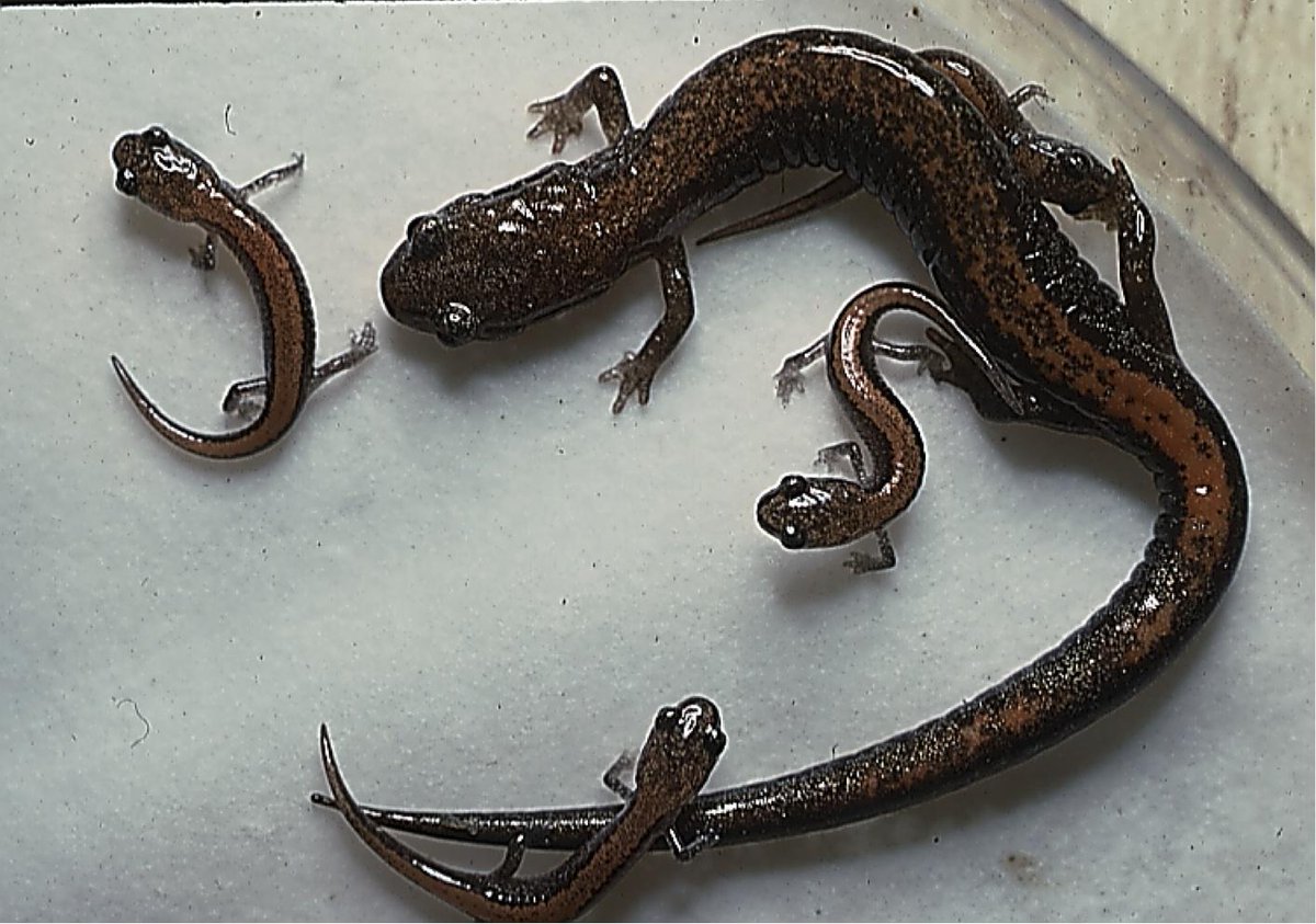 Ivy Creek Foundation (@ivycreekcva) on Twitter photo Learn about amazing salamaders at <a href="/IvyCreekCVA/">Ivy Creek Foundation</a> next Sunday, March 8th at 2pm. Come early as seating is limited. Learn about amazing salamaders at <a href="/IvyCreekCVA/">Ivy Creek Foundation</a> next Sunday, March 8th at 2pm. Come early as seating is limited.