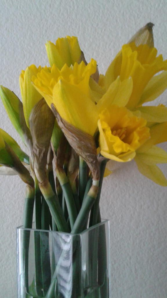 #lovedaffs first of the season courtise of #TraderJoes Not native in this desert landscape. Happy St David's & HB Mum