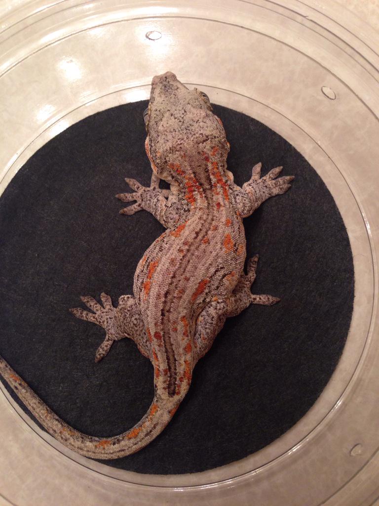 RJ's Reptiles tweet media