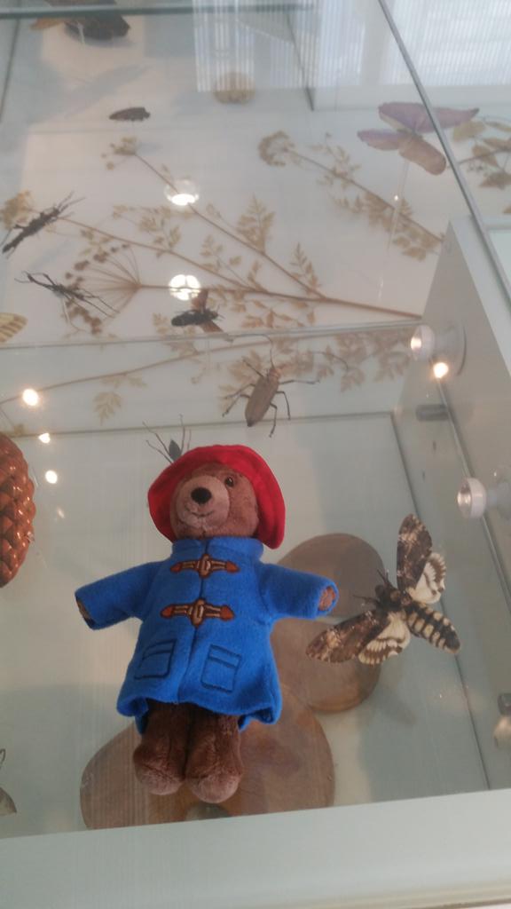 GIUBELLUA's tweet photo. #paddingtonsbritain Italian family and Paddington http://t.co/Gu3whTBXfQ