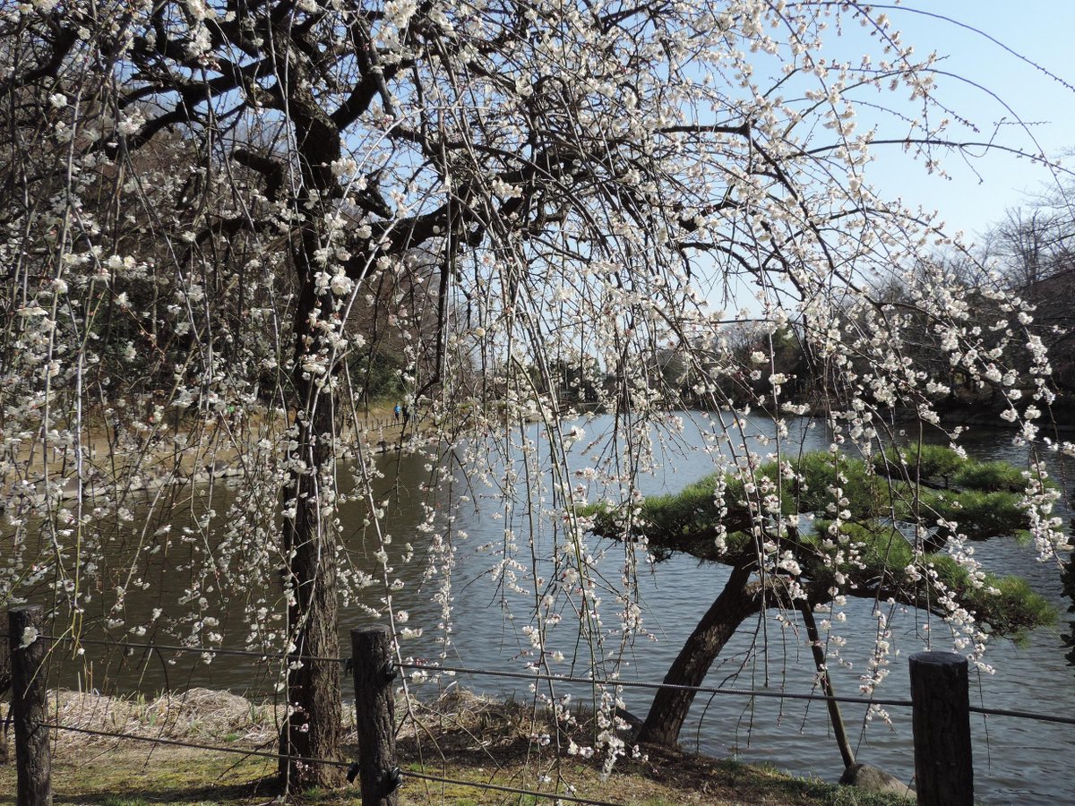 市川市 じゅん菜池緑地公園梅まつり 関連ツイート 15 3 Togetter