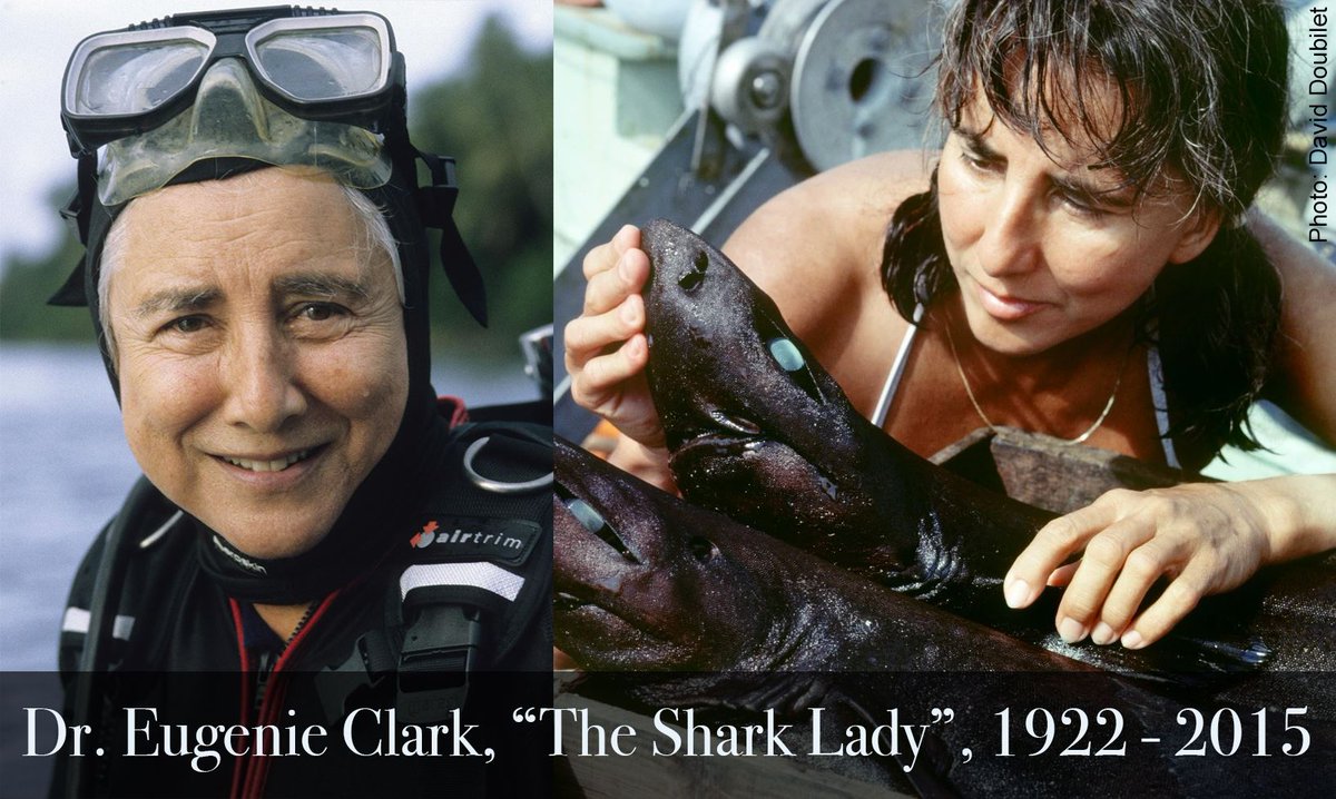 For the first day of #WomensHIstoryMonth, we remember Eugenie Clark, the "Shark Lady" on.fb.me/1EDH9jj #WHM