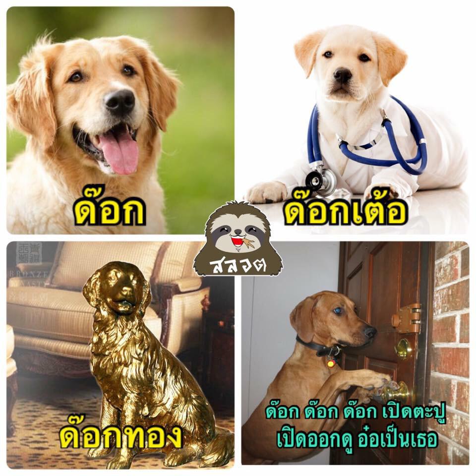 tanquepae's tweet photo. ด็อกด็อกด็อกเปิดประตู  อันนี้ยอม 5555 #สัตว์โลกอมตีน #สัตว์โลกฮัม���พลง http://t.co/O0S45chGW8