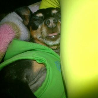 NikeysDalianaa's tweet photo. No te me vayas mi princesa:( todo va a estar bien😭🐾 http://t.co/y6aESB7TpD