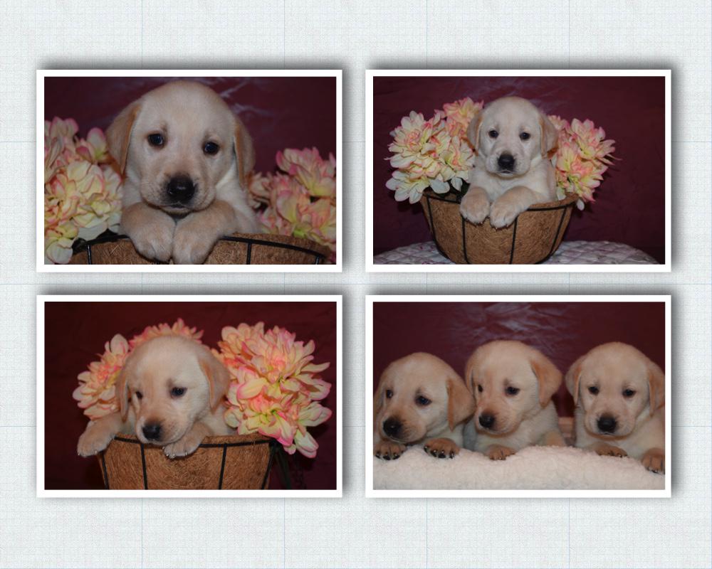 Sharing some sunny yellow lab puppy love with everyone! #smithpointretrievers #puppylove #yellowlab #Labrador
