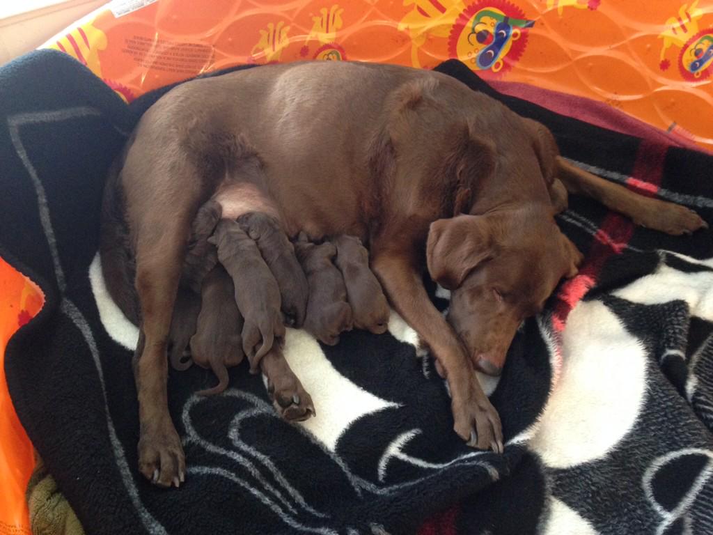 Jillyanrdn's tweet photo. https://t.co/CSTQrsUi4G pups for sale! http://t.co/c6dN6gb0VT
