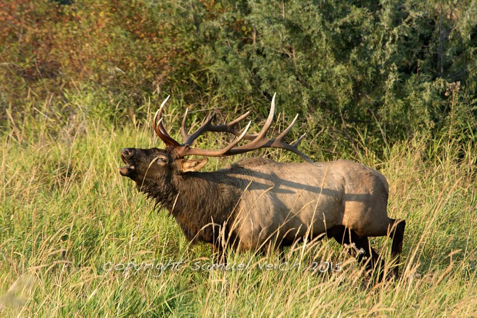 WildReflections's tweet image. #Bugling herd bull. #BullElk #elk #bulls #MontanaMoment northern #Rockies