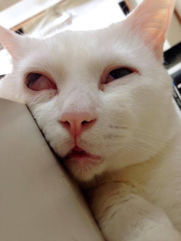 かの ねこ好き Wyuruneko Twitter かの ねこ好き Wyuruneko Twitter