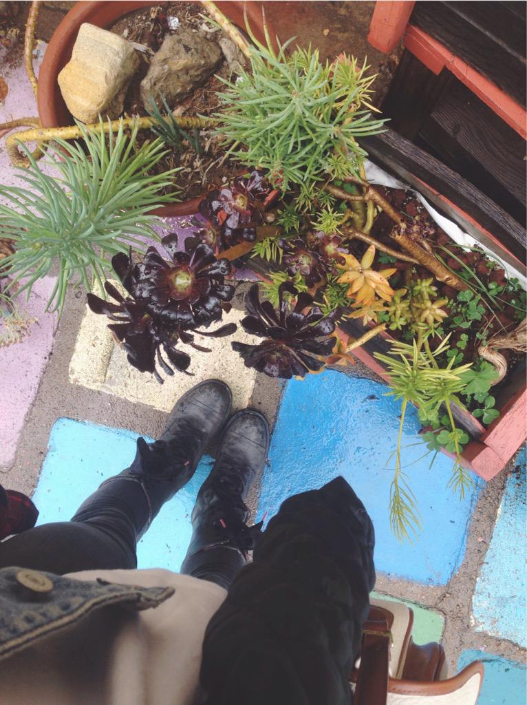 nikkidarrling's tweet photo. waddup succulents http://t.co/ghTqq85aUG