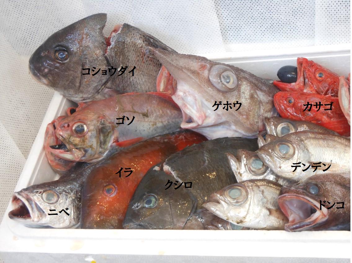 お魚倶楽部はま 沼津からコショウダイ ゴソ イラ クシロ ゲホウ デンデン ドンコ カサゴ ニベを入荷しました Http T Co Kogf9hxoc7 Twitter お魚倶楽部はま 沼津からコショウダイ ゴソ イラ クシロ ゲホウ デンデン ドンコ カサゴ ニベを入荷しました Http T Co Kogf9hxoc7 Twitter