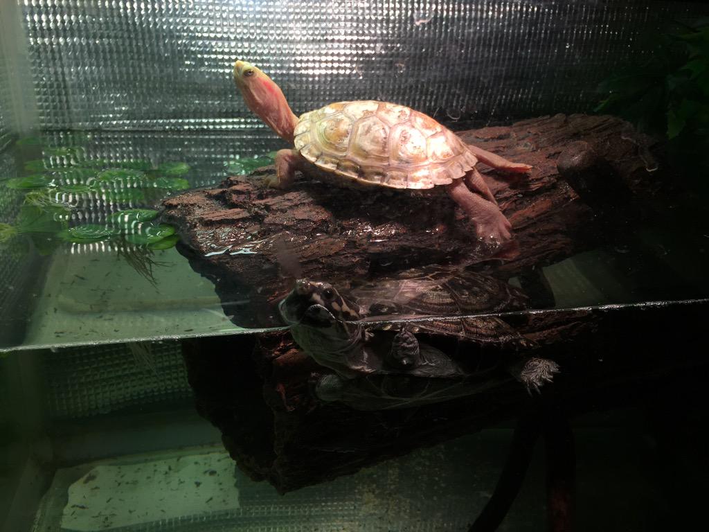 טוויטר ロブスターくん בטוויטר リアルに再現された丸太の流木 水に浮いてカメの陸場やシェルターにもなる高級タイプです 生体たちのストレスを軽減し 安全で快適な環境を提供します Zoomed Turtlelog Http T Co 6yx6yaogyb