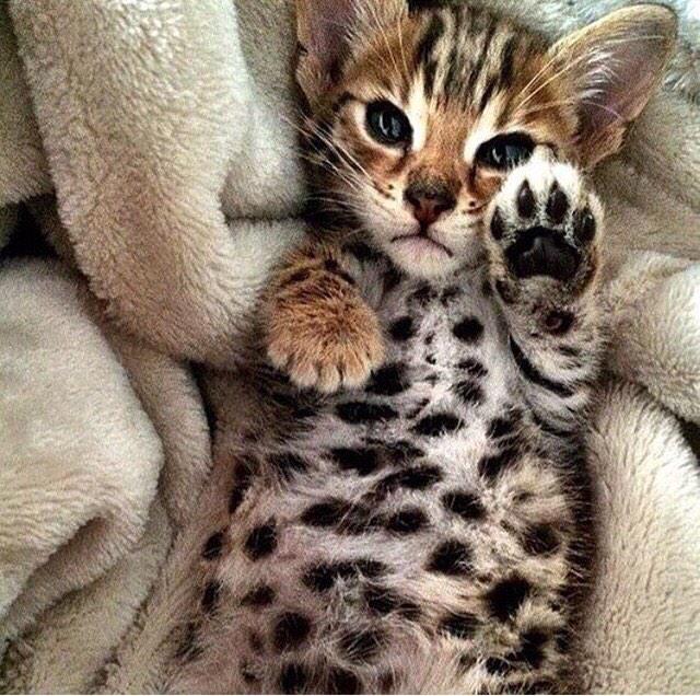 This kitty is so cute 😻