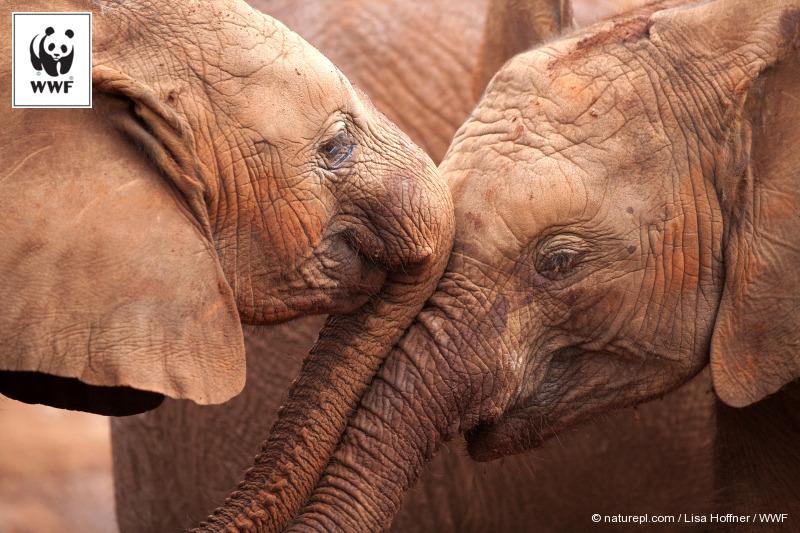 WWF tweet picture