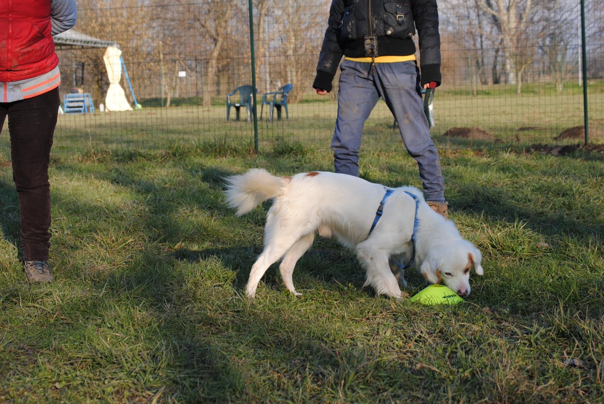 DJ 5 anni, felice ed energico come un cucciolino cerca la sua famiglia per sempre! 3479114996