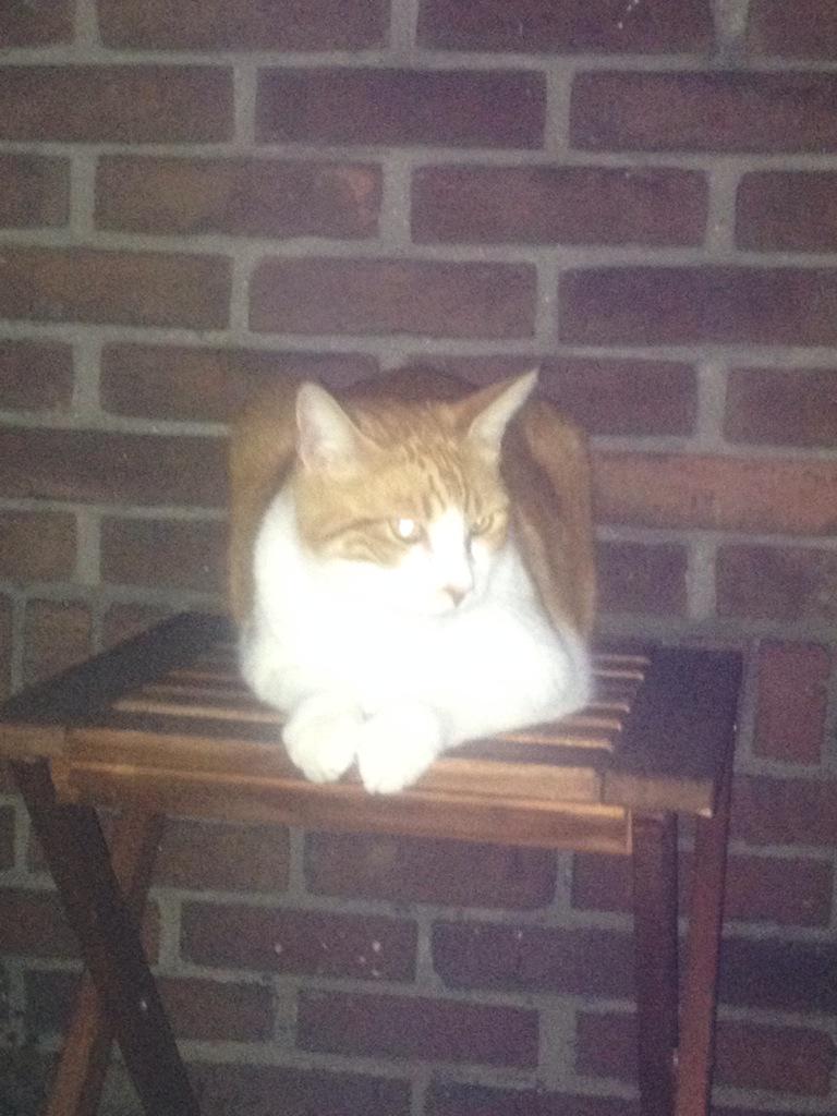 FionaZwart's tweet photo. Onze Eddie is weg. Wie o wie heeft hem gezien in omgeving Hofzichtstraat #alphen ? http://t.co/YQPh8CKB4z