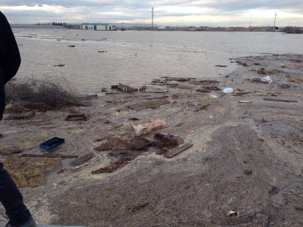 aragontv's tweet photo. RT @unidadmovil_atv: Decenas de cerdos agonizando en #Boquiñeni. Efectos de la riada. http://t.co/kjyDO05BPY