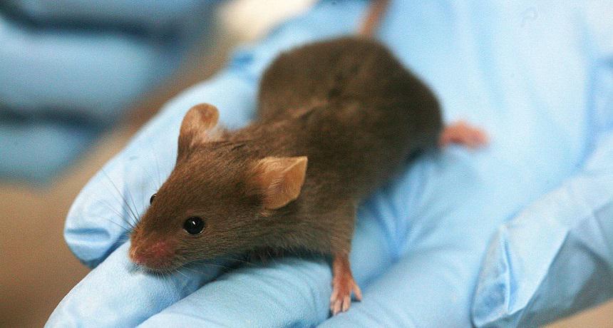 MusMusculusUAR's tweet image. Mice can teach us about human disease 

student.societyforscience.org/article/mice-c…