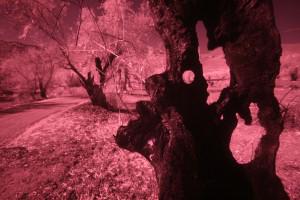 Behind the #Camera: Aristeidis Kontogeorgis from #Greece with Tree Spirit. Read the story at capetownbiennial.com/greece