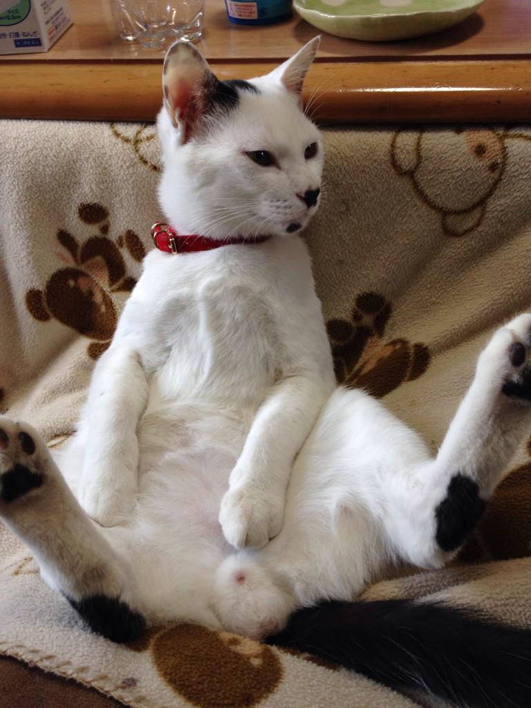 超絶かわいい 猫のふぐり で癒されたい人のための猫ふぐり画像まとめ Togetter 超絶かわいい 猫のふぐり で癒されたい人のための猫ふぐり画像まとめ Togetter