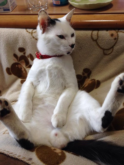 超絶かわいい『猫のふぐり』で癒されたい人のための猫ふぐり画像まとめ Togetter