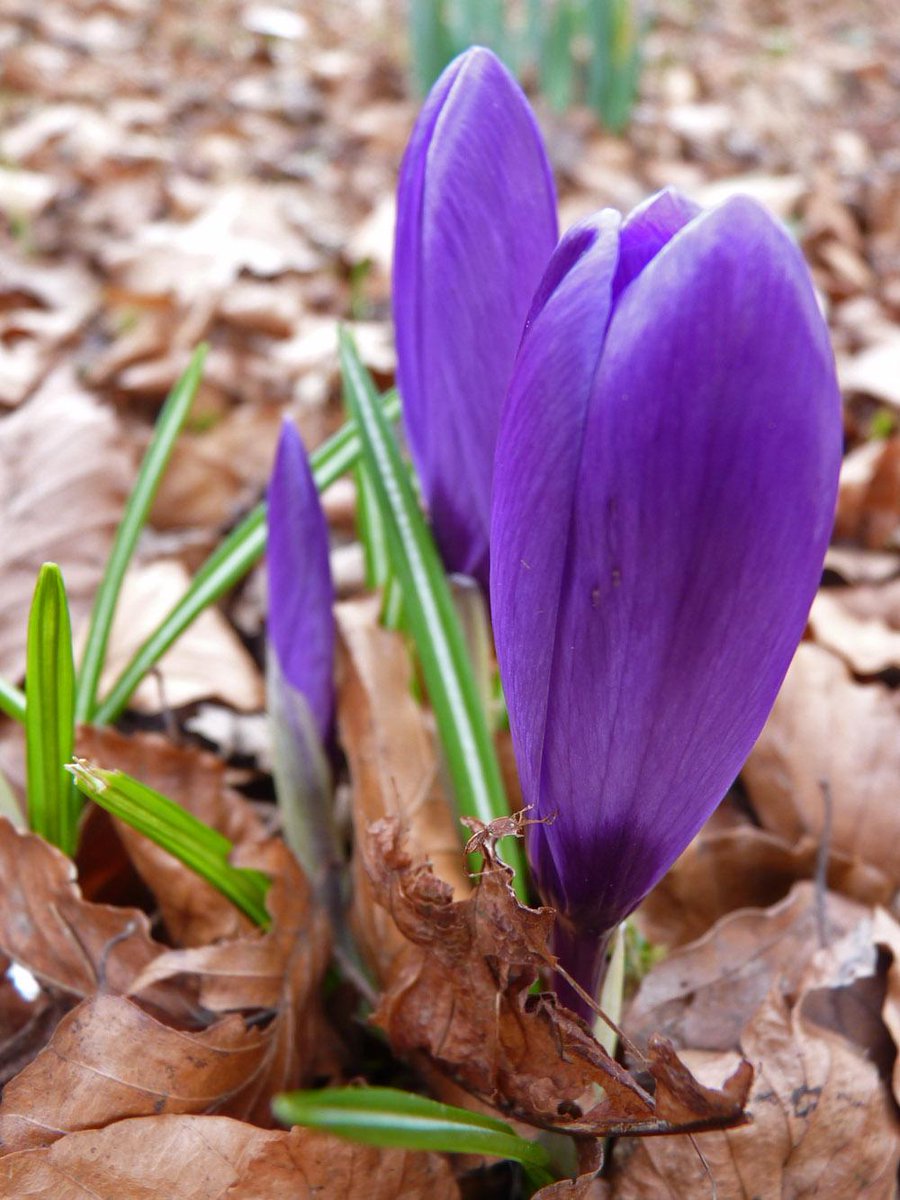 Wild_NEScot's tweet image. Little bit of colour just coming through outside the office. #notspringyet #butgettingthere