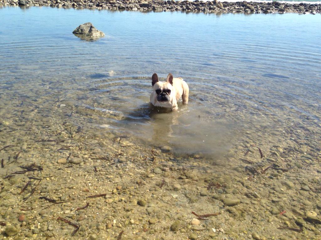Mdmbv's tweet photo. En la playa con mi Zara! 😍 http://t.co/x82VITHflq